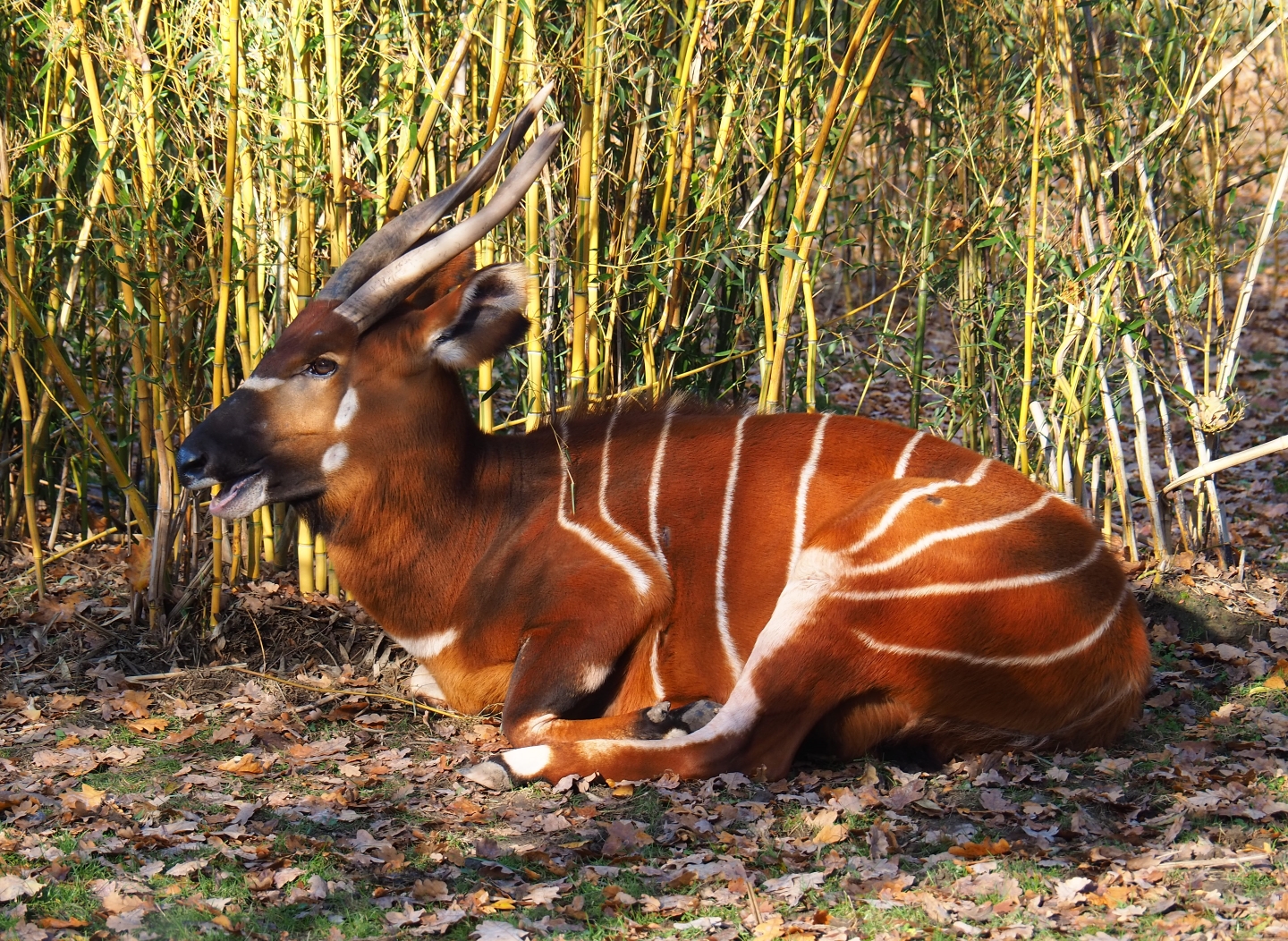 Mountain bongo (Tragelaphus eurycerus isaaci), Nov 18th, 2018