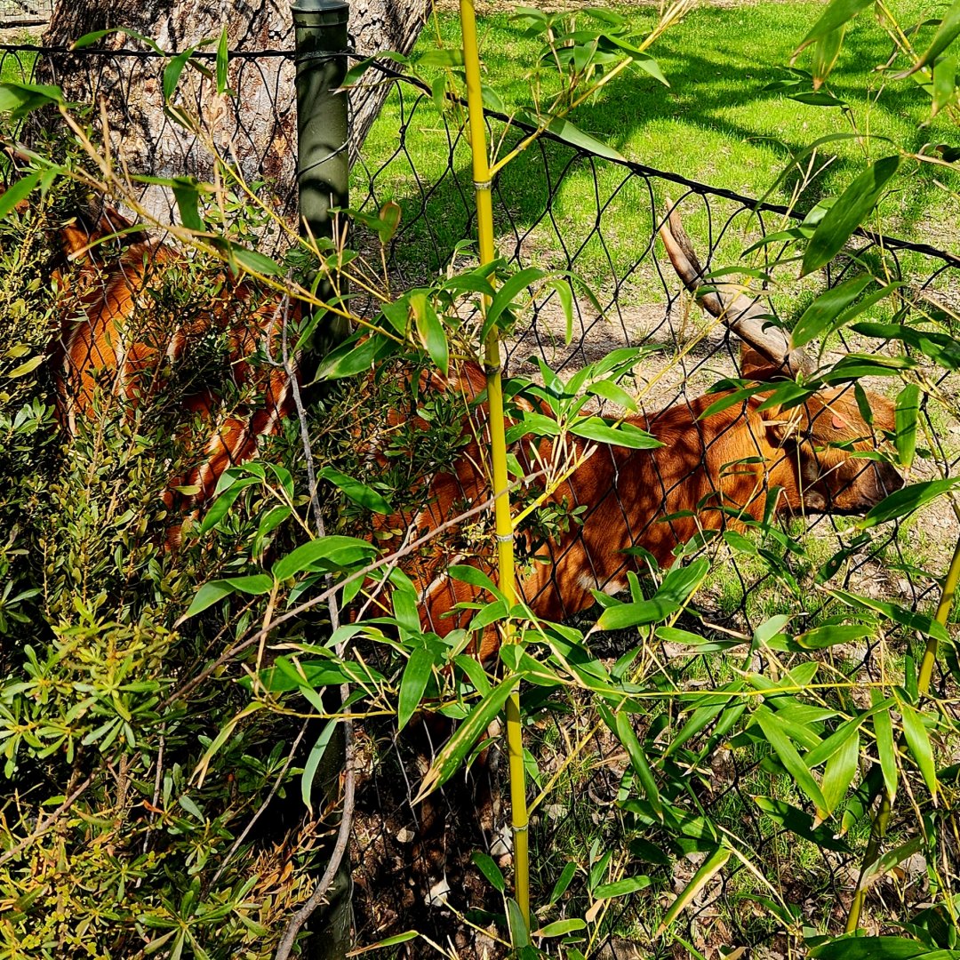 Mountain Bongo (Tragelaphus eurycerus isaaci)
