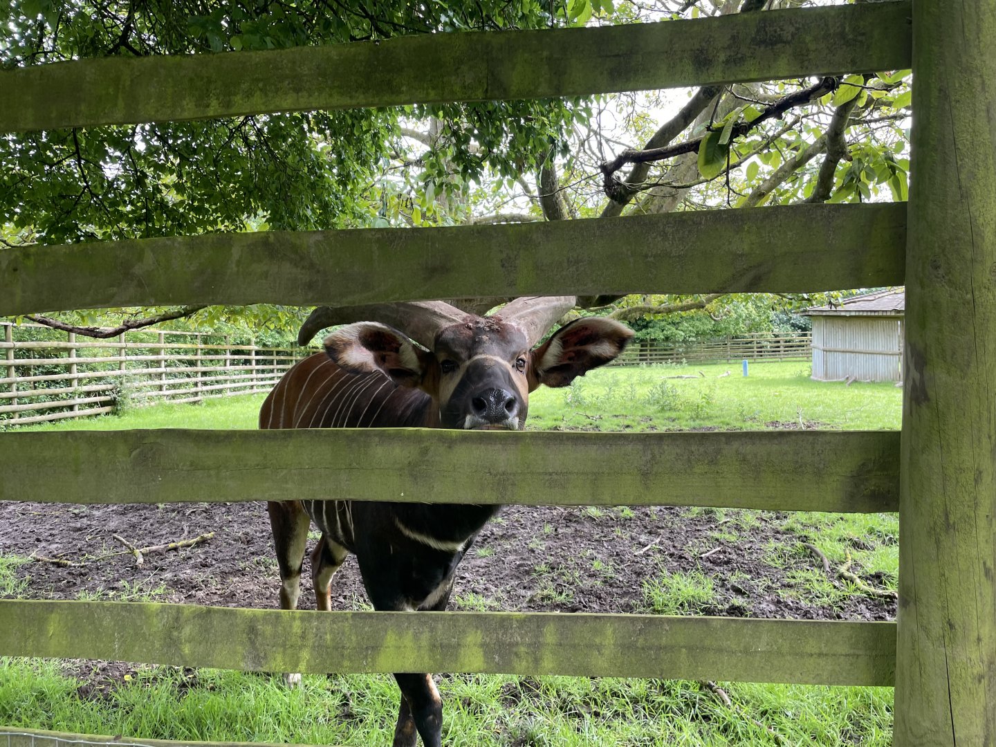 Mountain Bongo, (Tragelaphus eurycerus isaaci)
