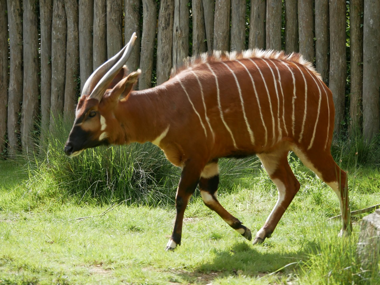 Mountain bongo (Tragelaphus eurycerus isaaci)