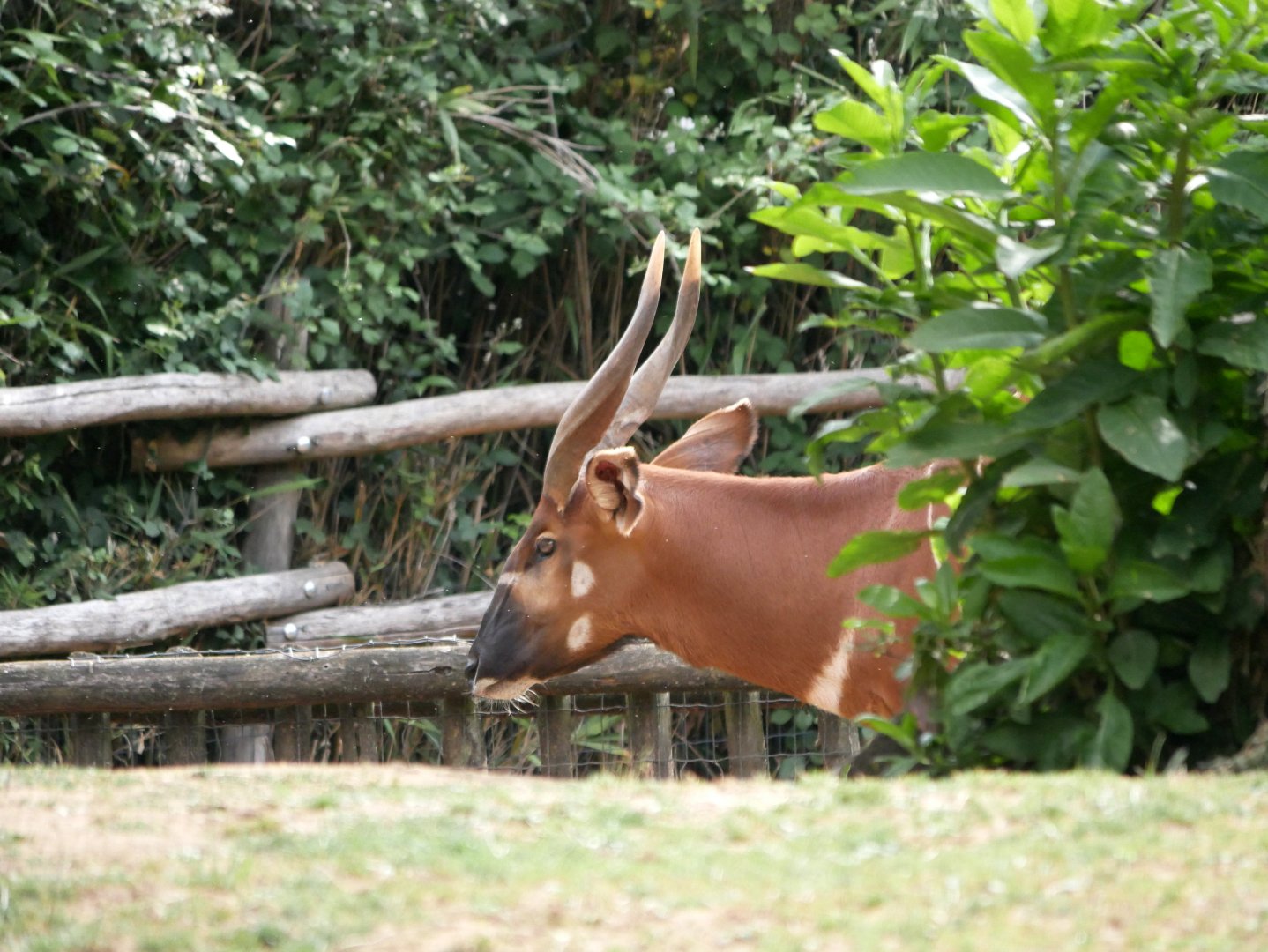 Mountain bongo (Tragelaphus eurycerus isaaci)