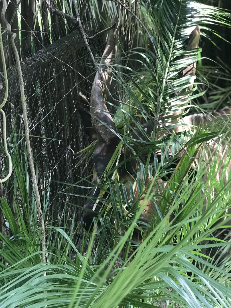 Mountain Bongo (Tragelaphus eurycerus)