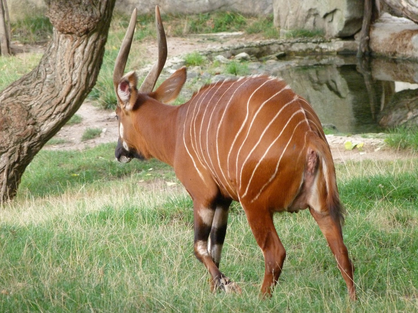 Mountain bongo -Zoo Praha (2025)
