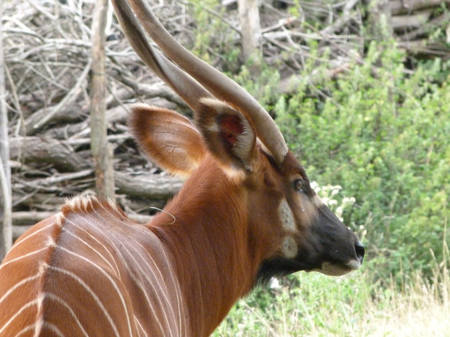 Mountain bongo -Zoo Praha (2025)