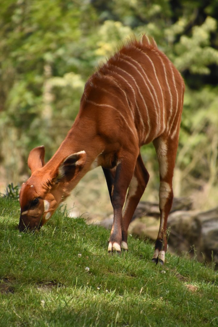 Mountain bongo