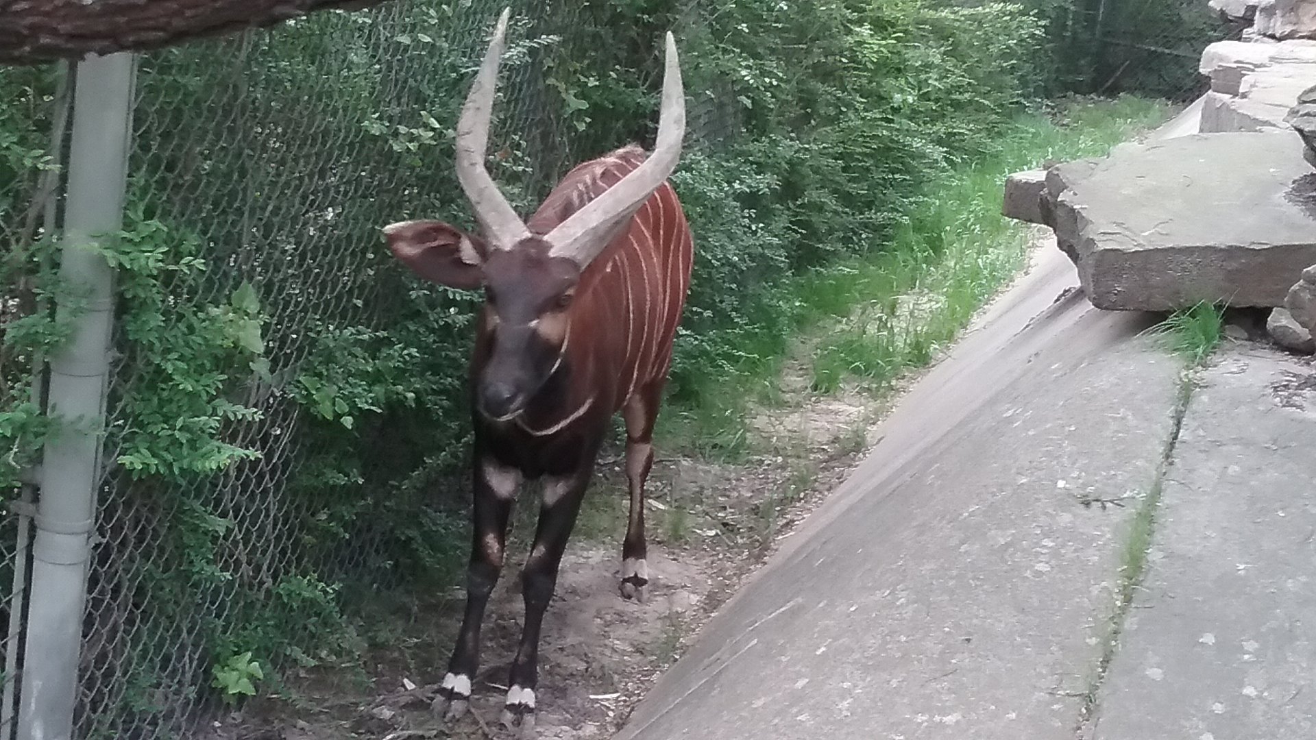 Mountain bongo