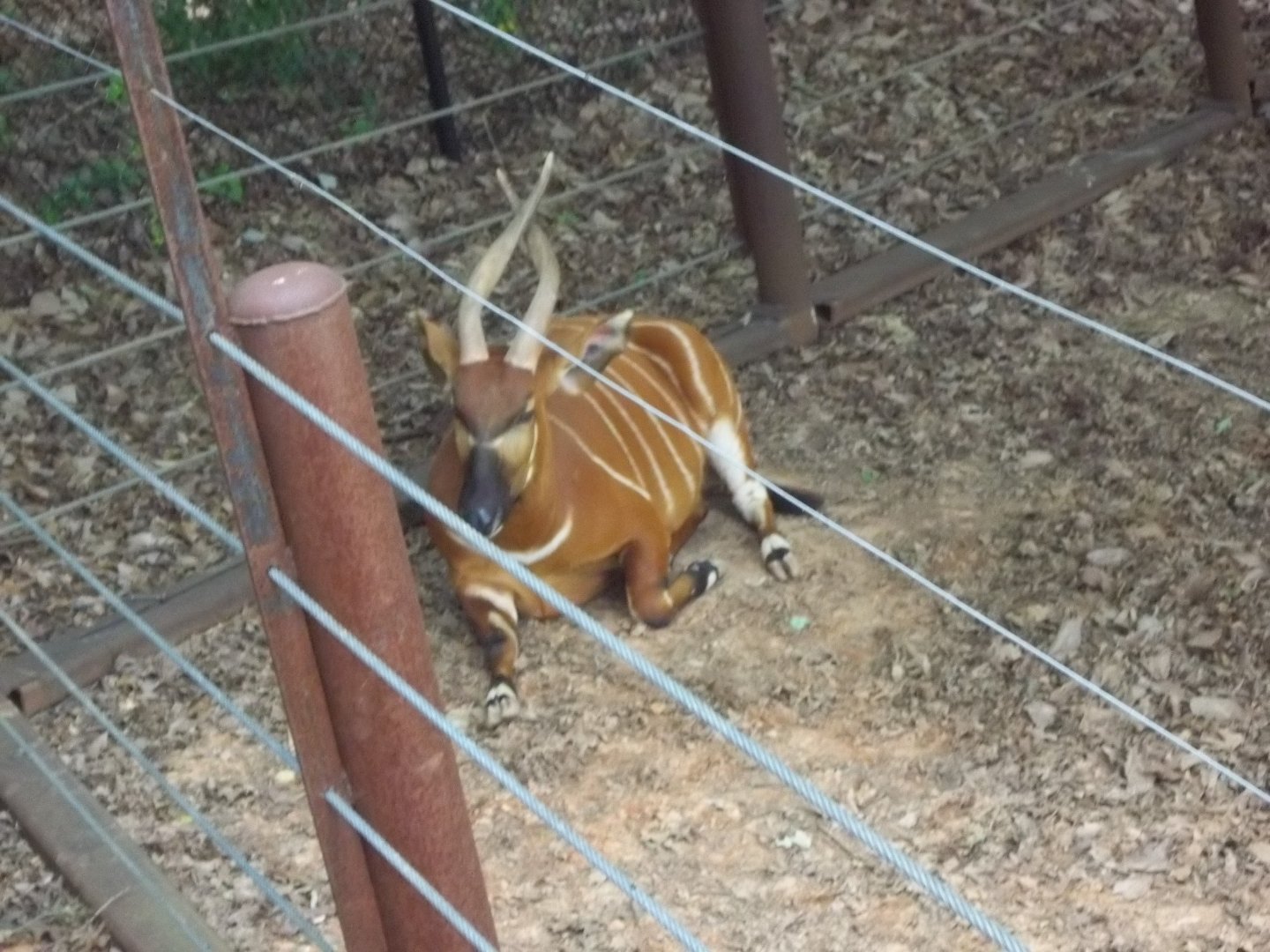 Mountain Bongo