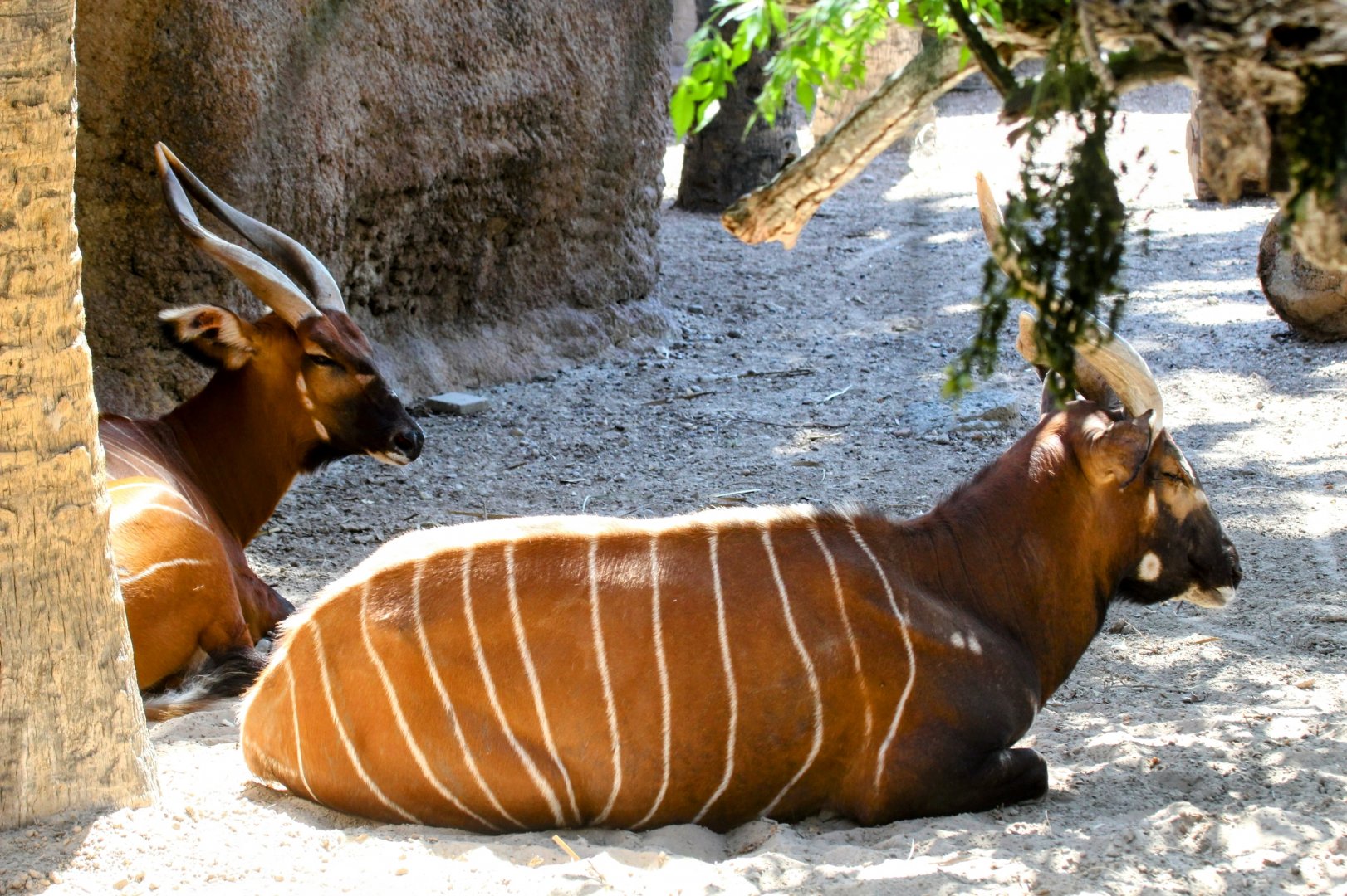 Mountain Bongo