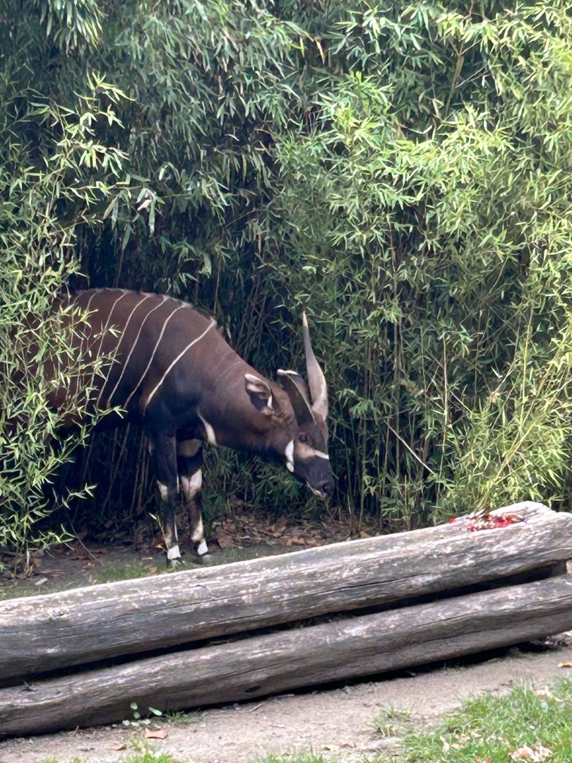 Mountain bongo
