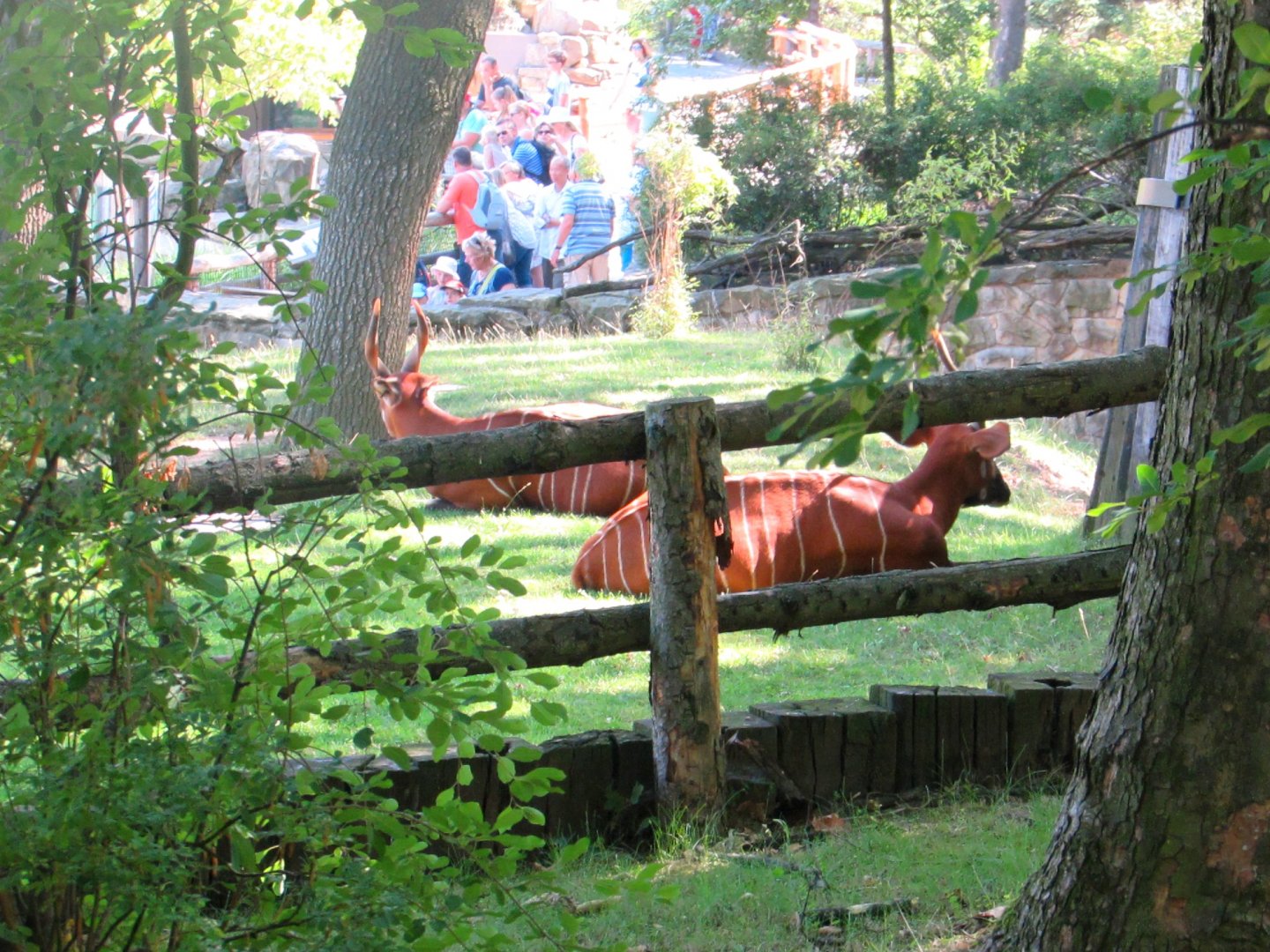 Mountain Bongos - July/2017