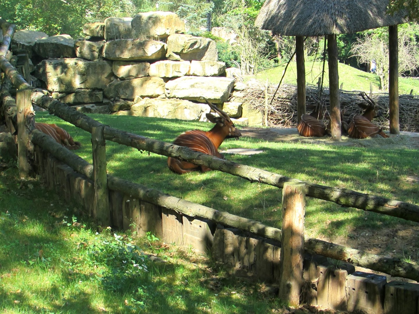 Mountain Bongos relax - July/2017