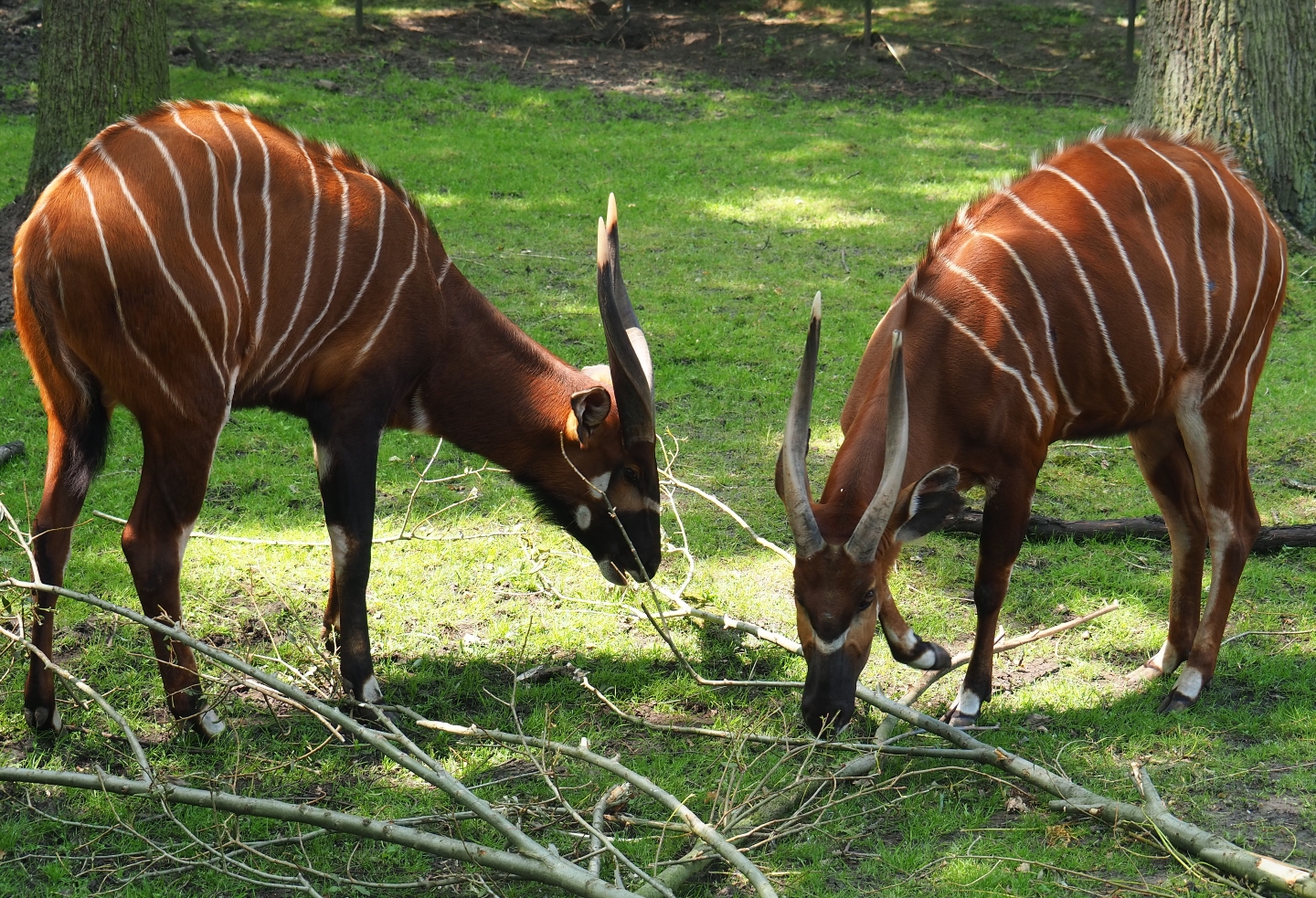 Mountain bongos (Tragelaphus eurycerus isaaci), 2019-06-26