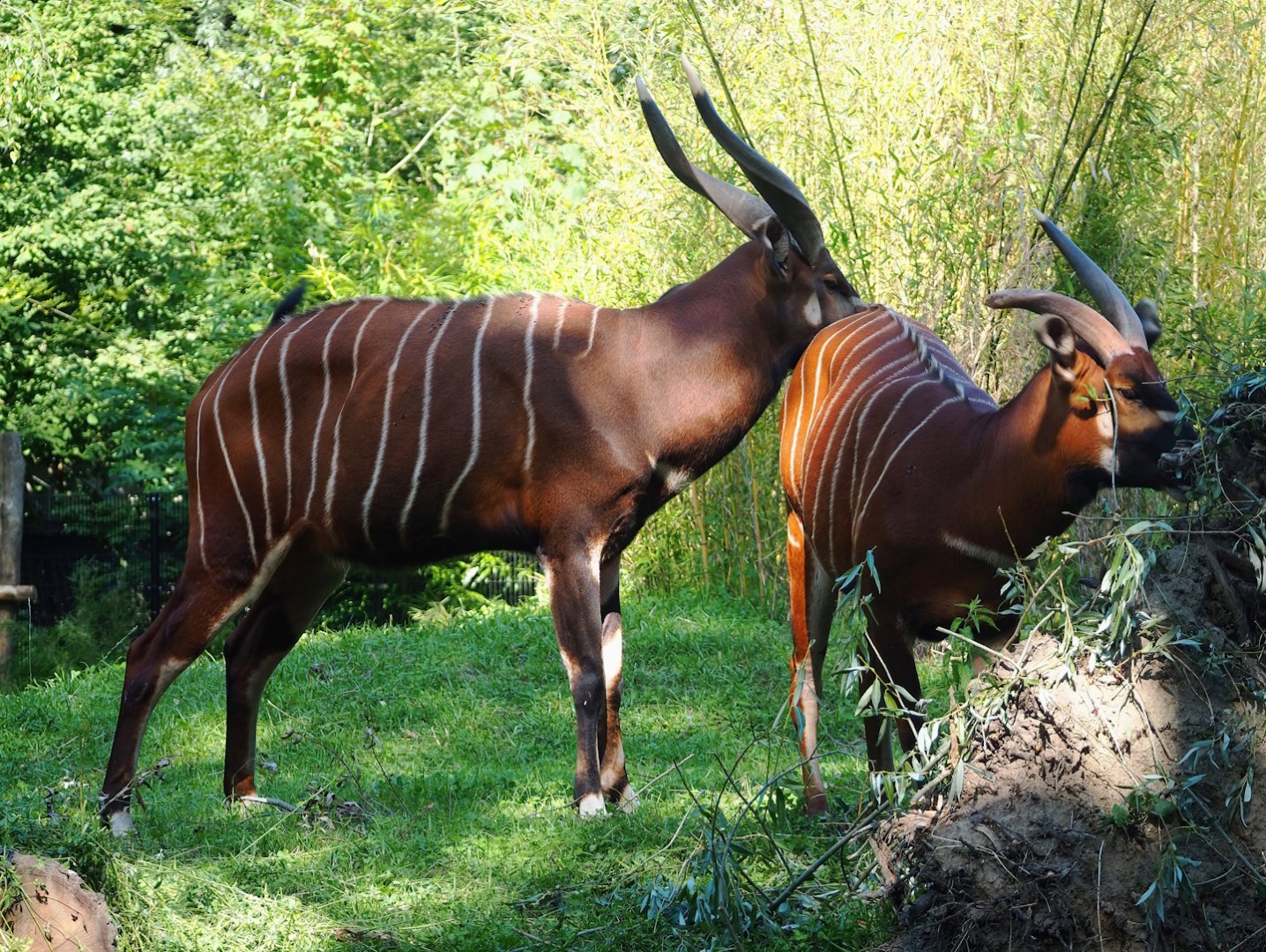 Mountain bongos (Tragelaphus eurycerus isaaci), 2023-07-08