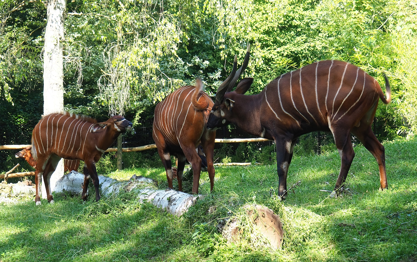 Mountain bongos (Tragelaphus eurycerus isaaci), 2023-07-19