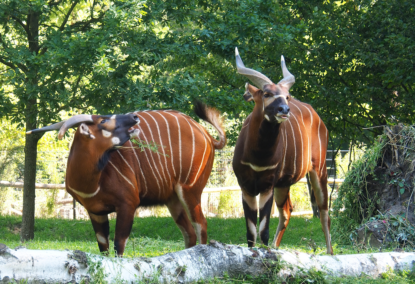 Mountain bongos (Tragelaphus eurycerus isaaci), 2023-07-19