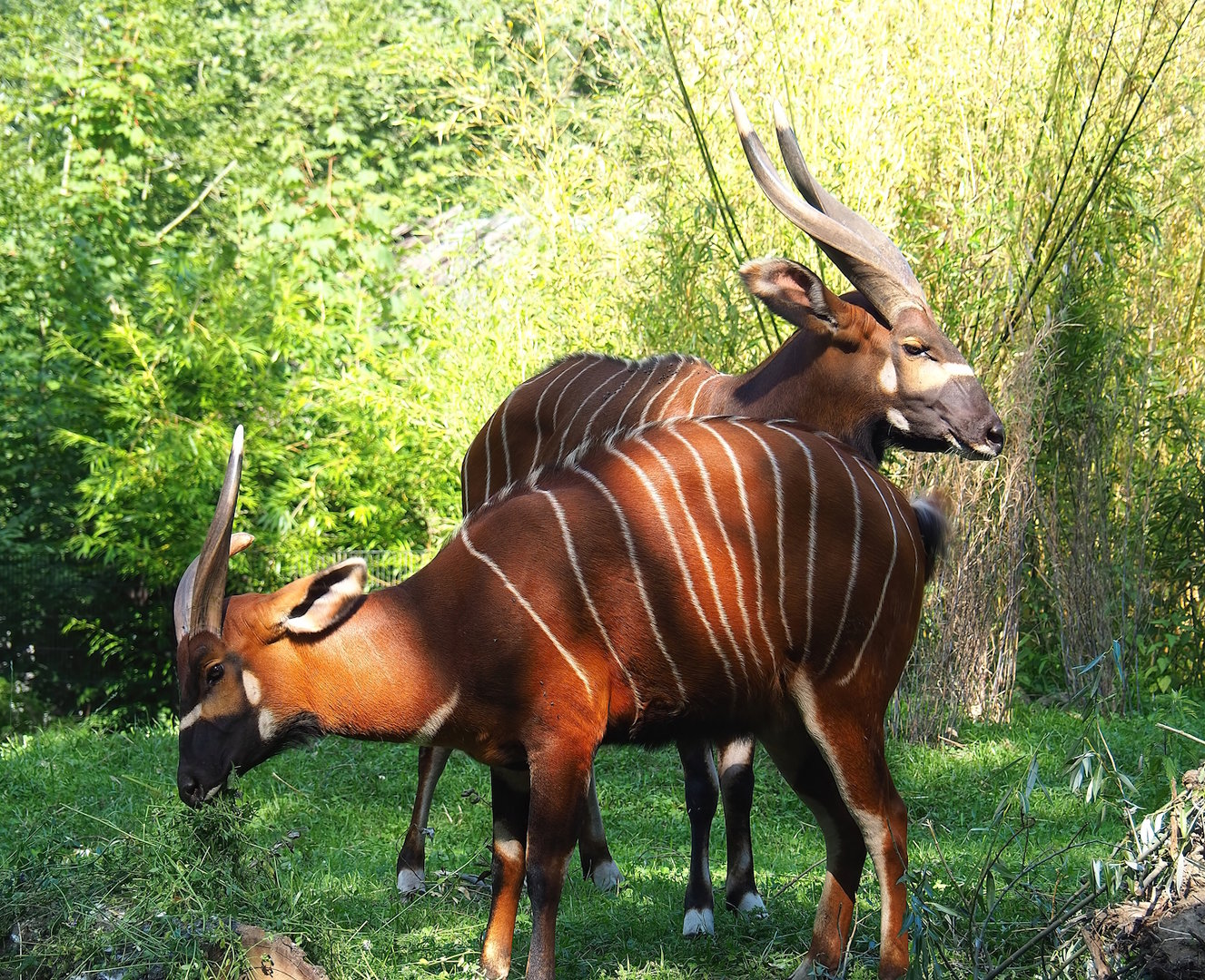 Mountain bongos (Tragelaphus eurycerus isaaci), 2023-07-19