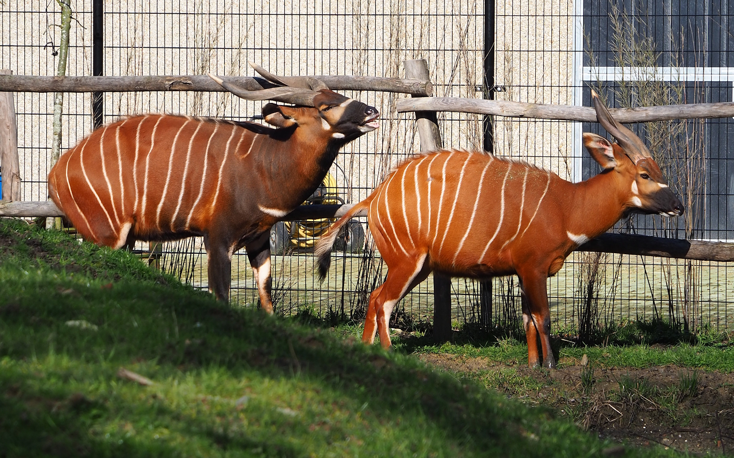 Mountain bongos (Tragelaphus eurycerus isaaci), 2024-03-04