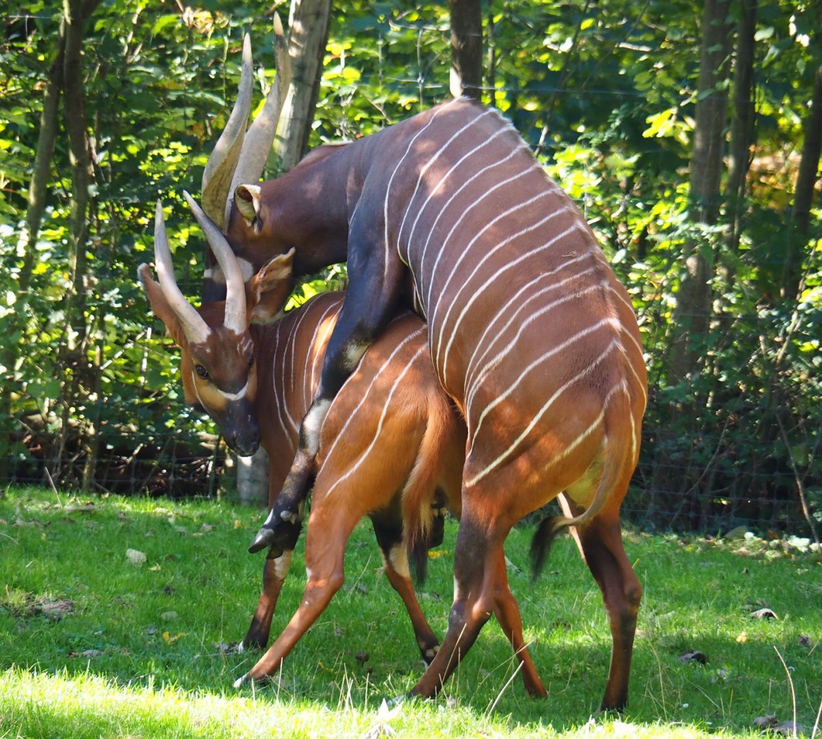 Mountain bongos (Tragelaphus eurycerus isaaci) mating (Oct 13th, 2018)
