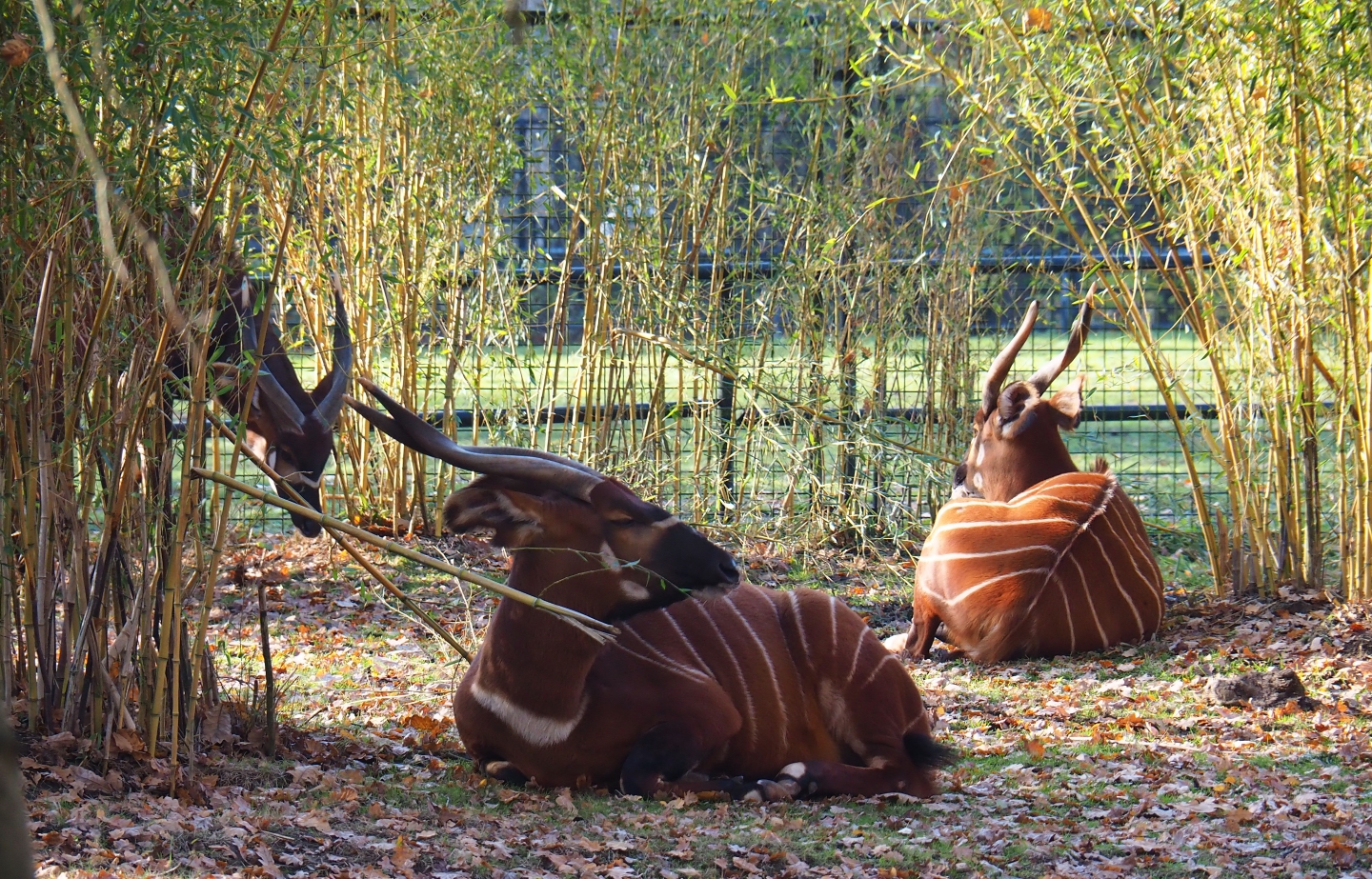 Mountain bongos (Tragelaphus eurycerus isaaci), Nov 18th, 2018