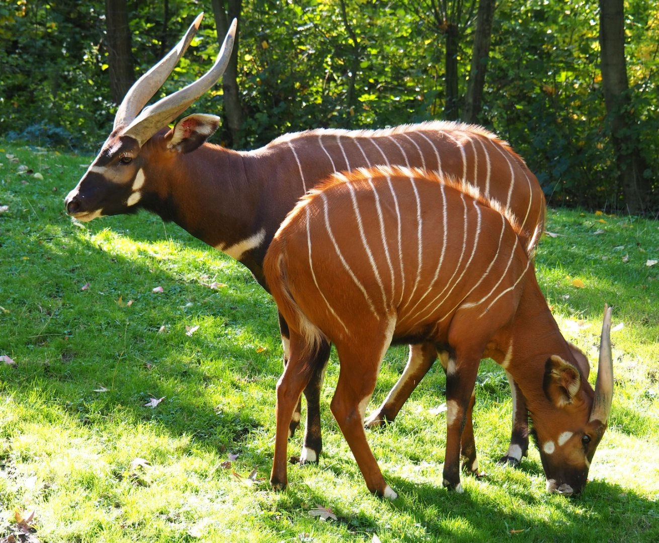Mountain bongos (Tragelaphus eurycerus isaaci), Oct 13th, 2018