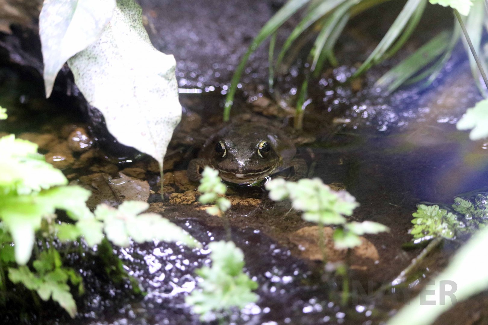 Mountain brown frog, October 2017