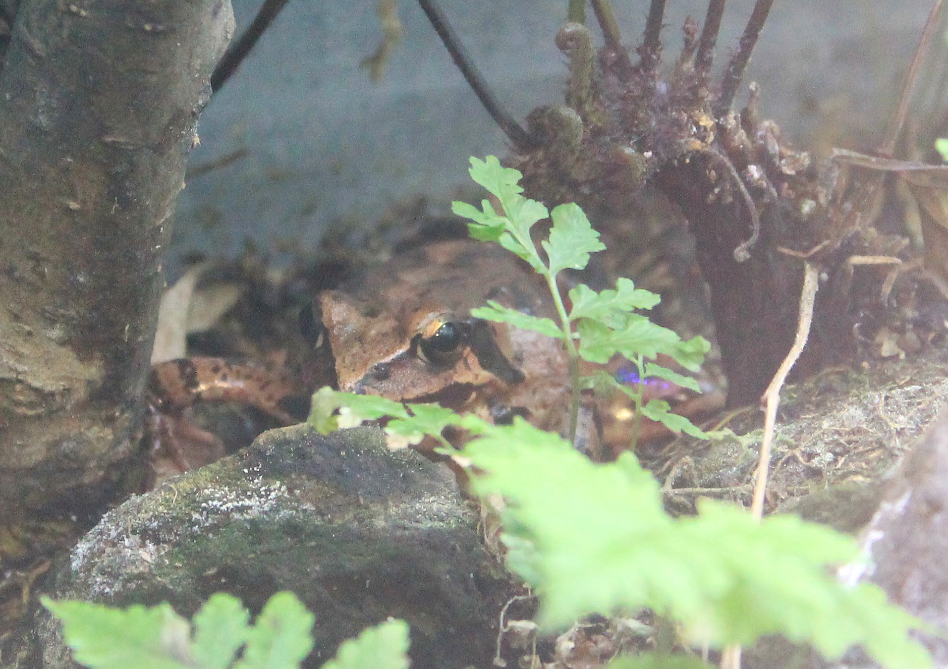 Mountain Brown Frog (Rana ornativentris)