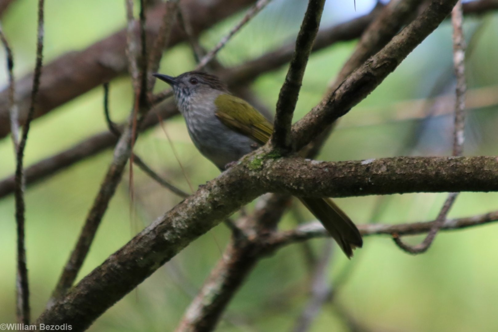 Mountain Bulbul - Da Tien