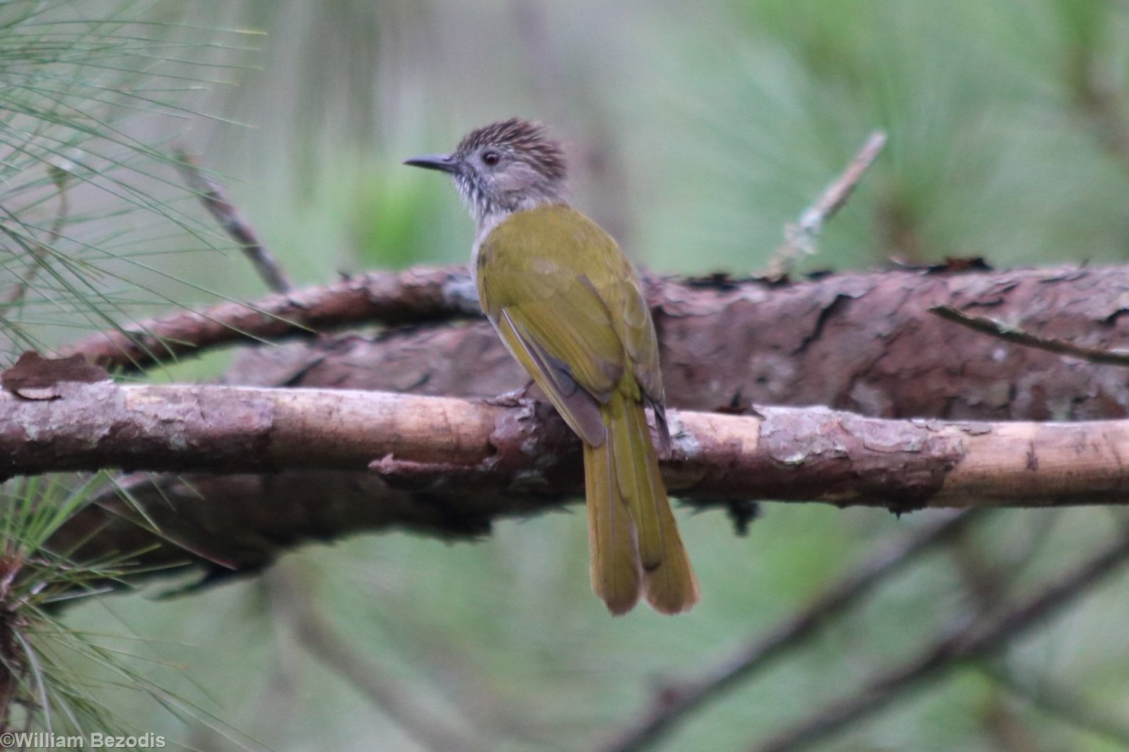 Mountain Bulbul - Da Tien
