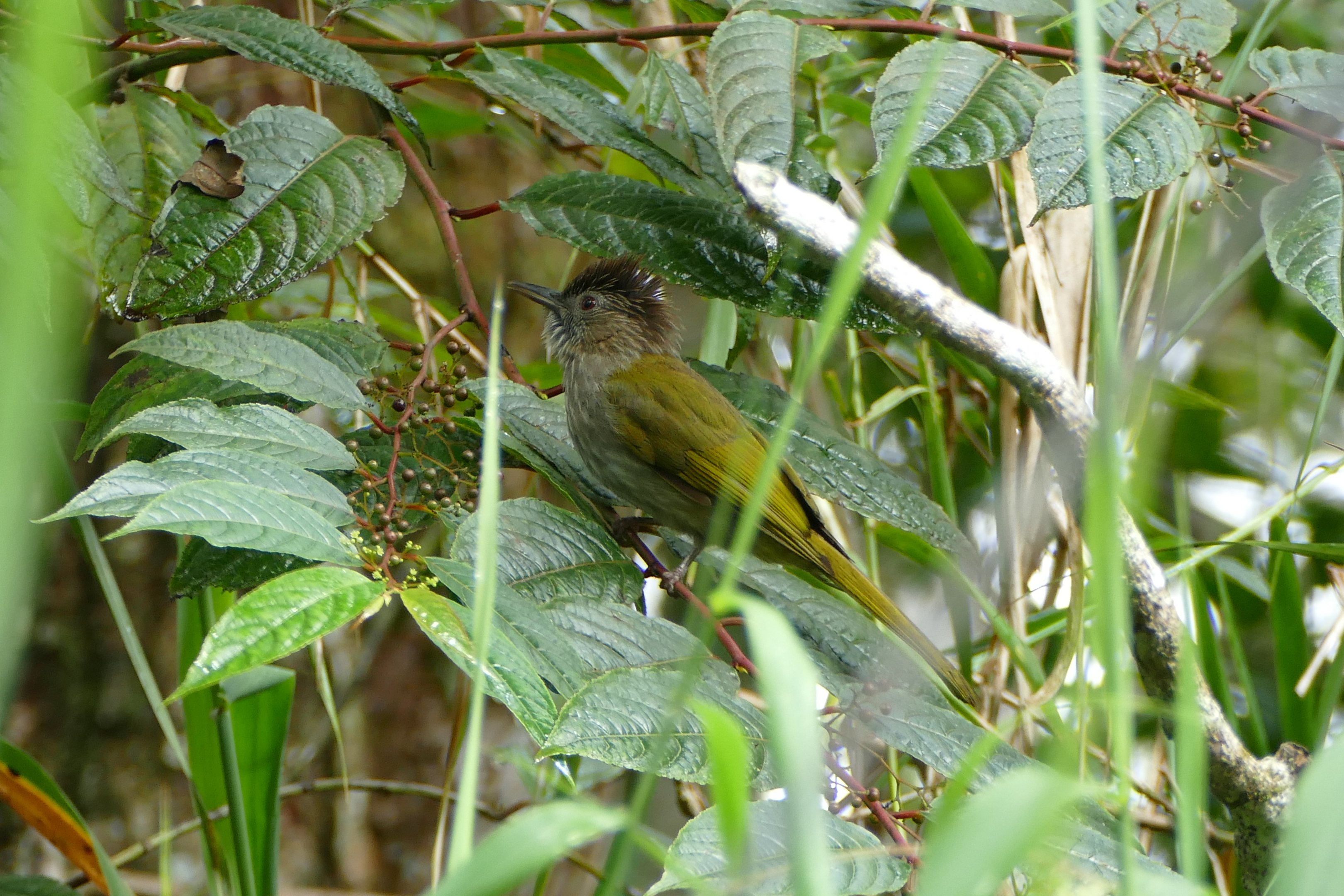 Mountain Bulbul - Fraser's Hill