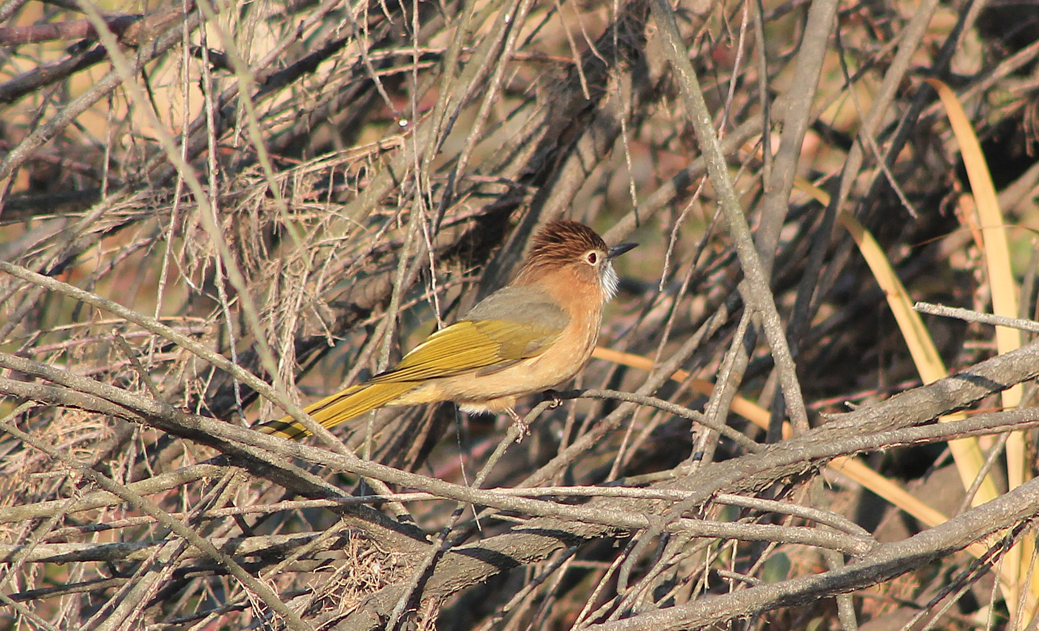 Mountain Bulbul (Hypsipetes mcclellandii)