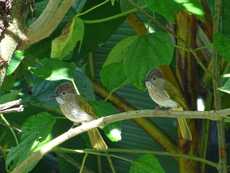Mountain bulbul (Ixos mcclellandii peracensis)