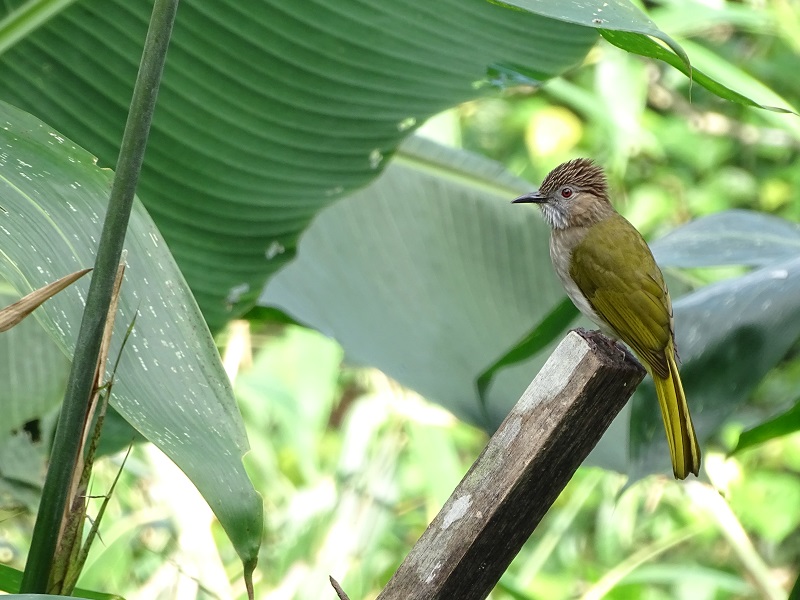 Mountain bulbul (Ixos mcclellandii peracensis)