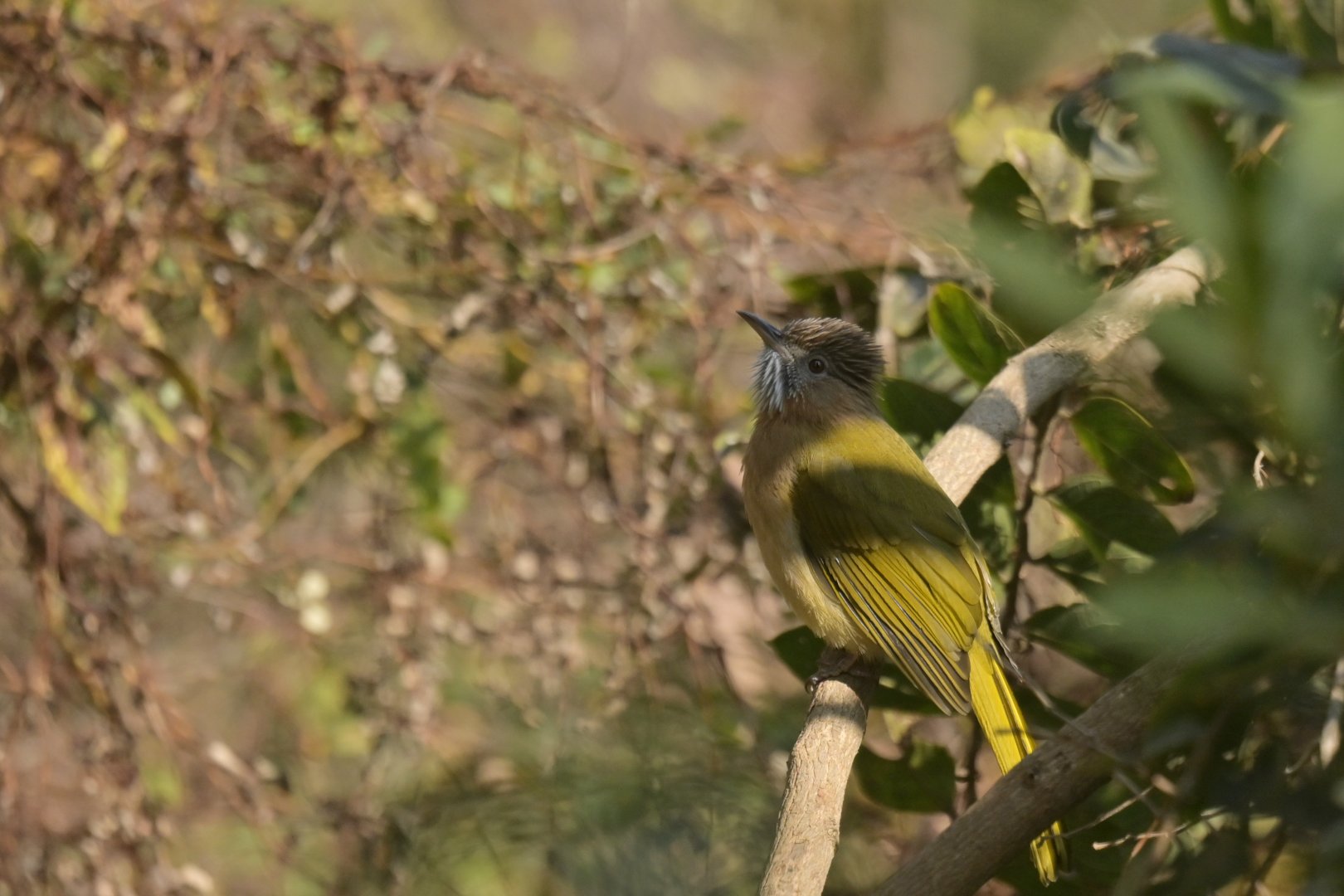 Mountain Bulbul Ixos mcclellandii