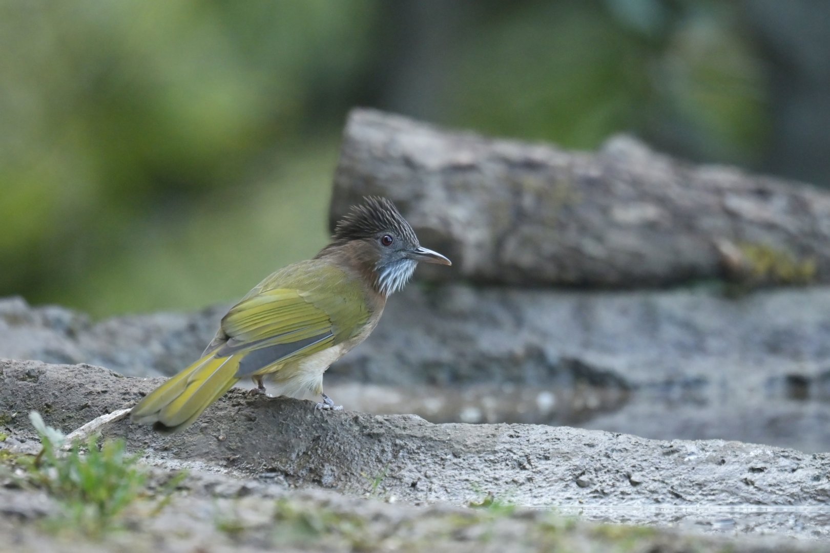 Mountain Bulbul Ixos mcclellandii
