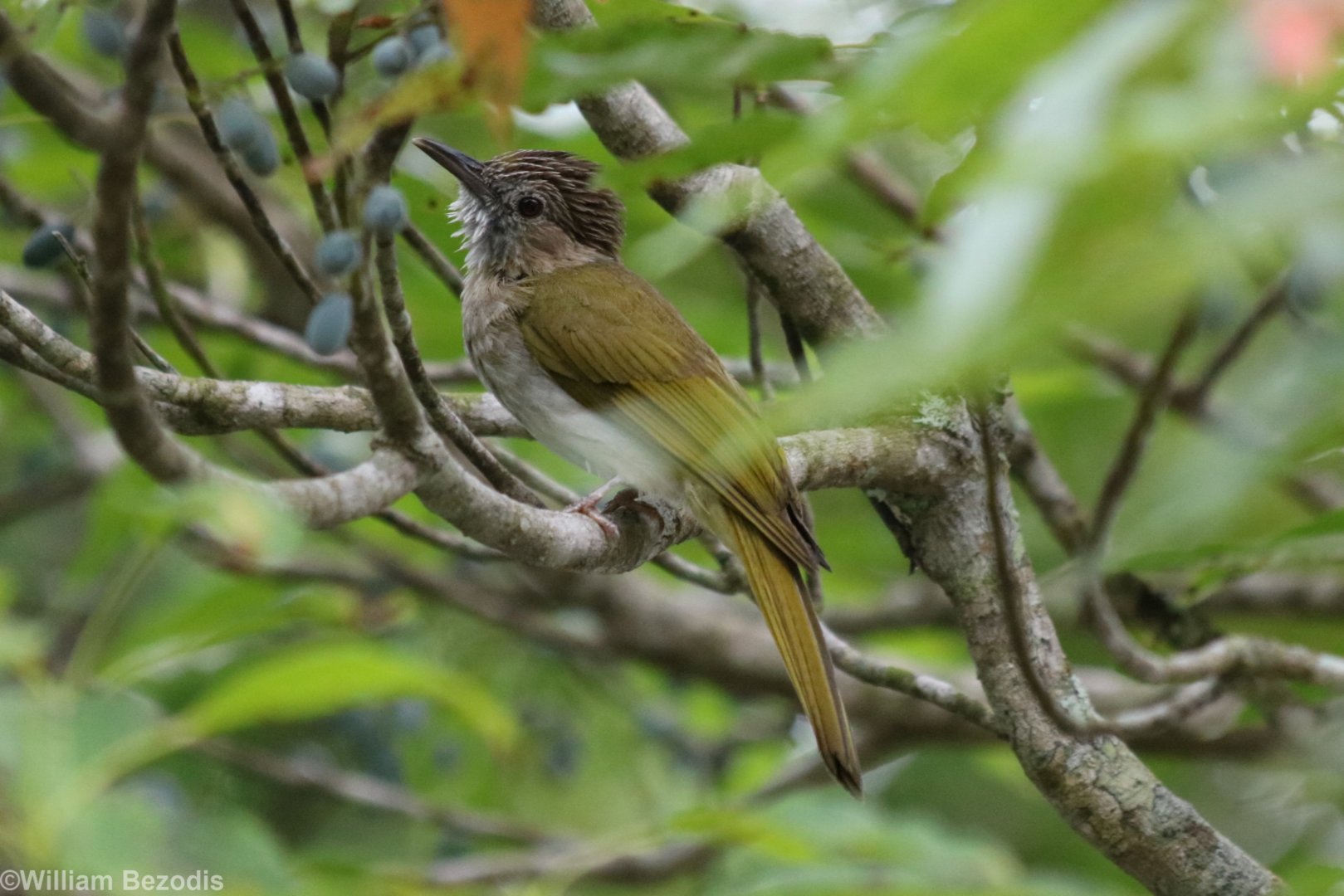 Mountain Bulbul - Kaeng Krachan National Park