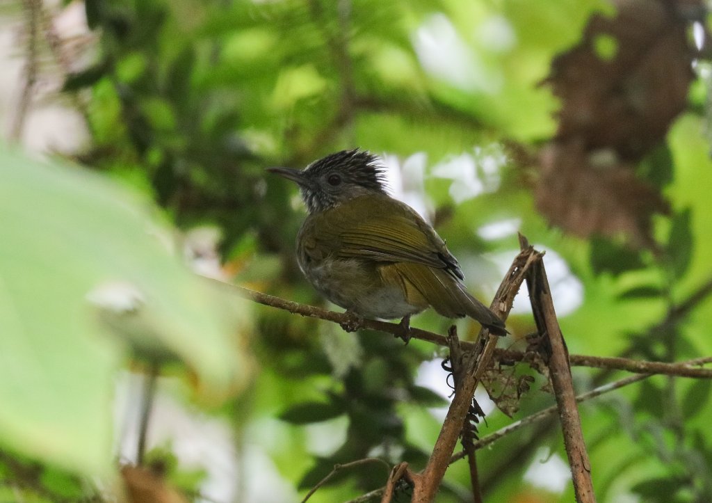 Mountain Bulbul