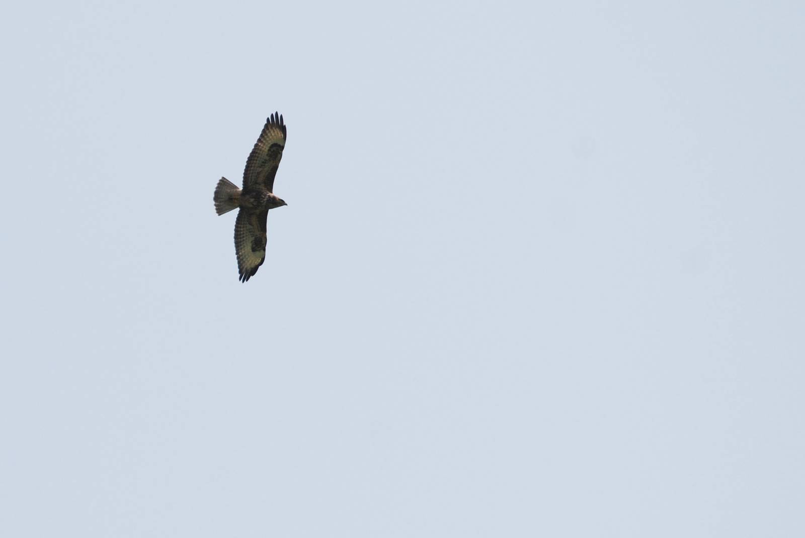 Mountain Buzzard at Bishangari Lodge, 14/10/14