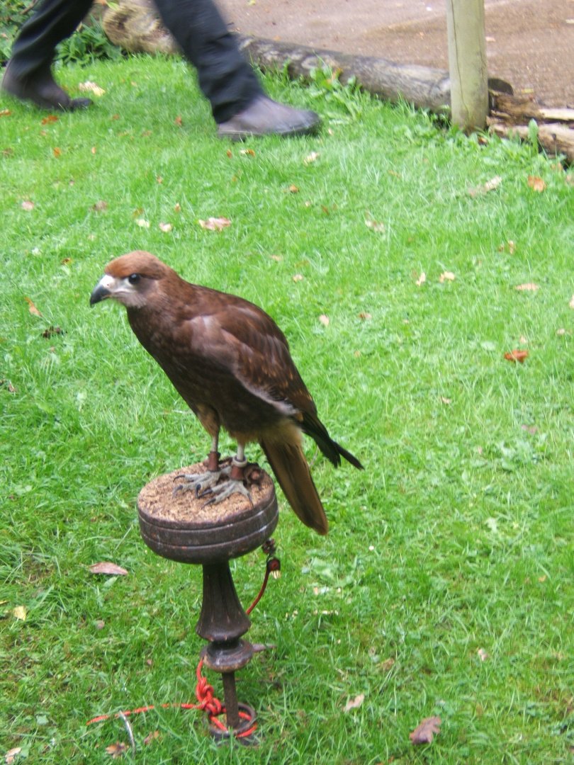 Mountain Caracara 10/09/2017