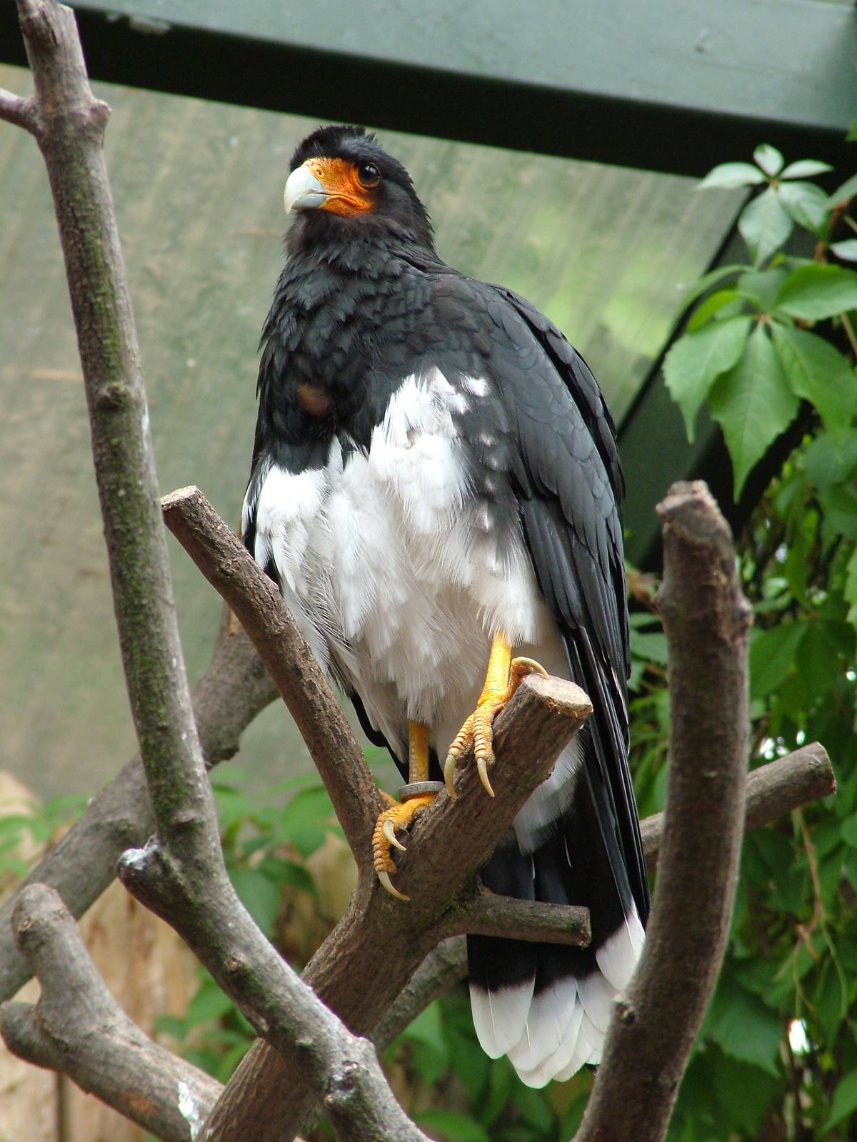 Mountain Caracara at Halle, 04/09/11