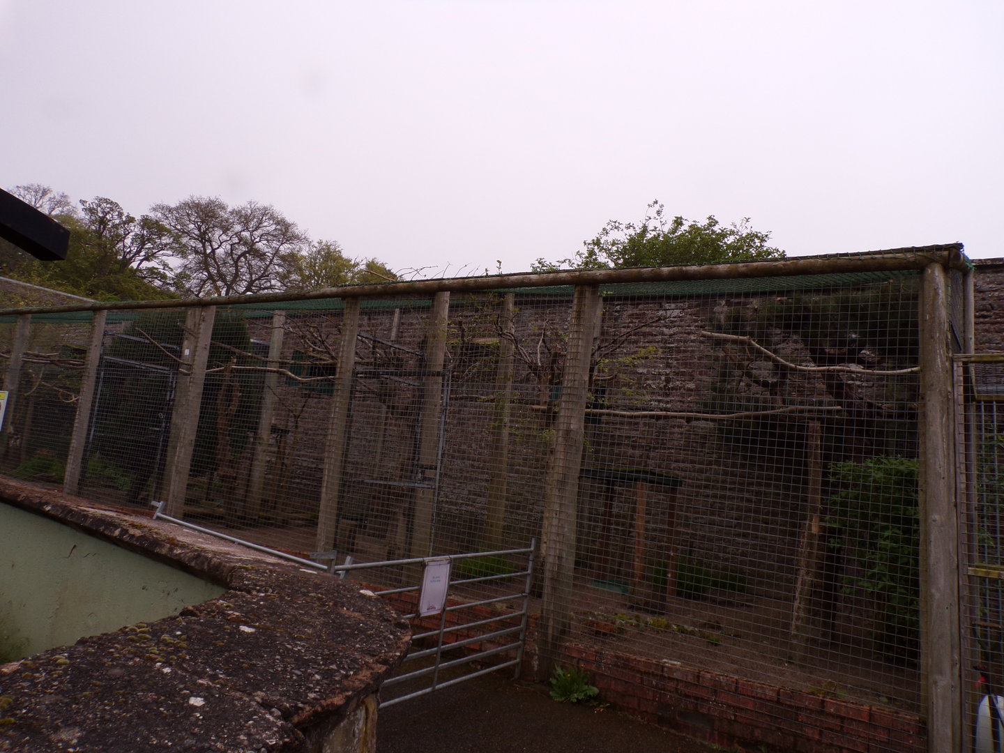 Mountain caracara aviary 7.5.23