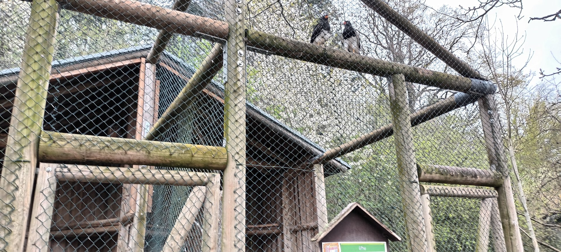Mountain Caracara Aviary