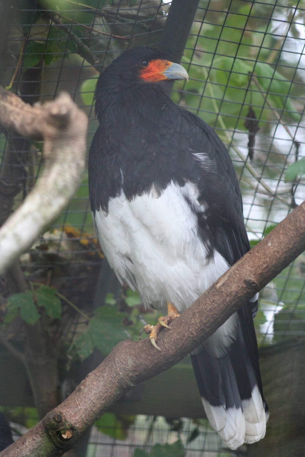 Mountain Caracara @ Cotswold Falconry; 24.10.2014
