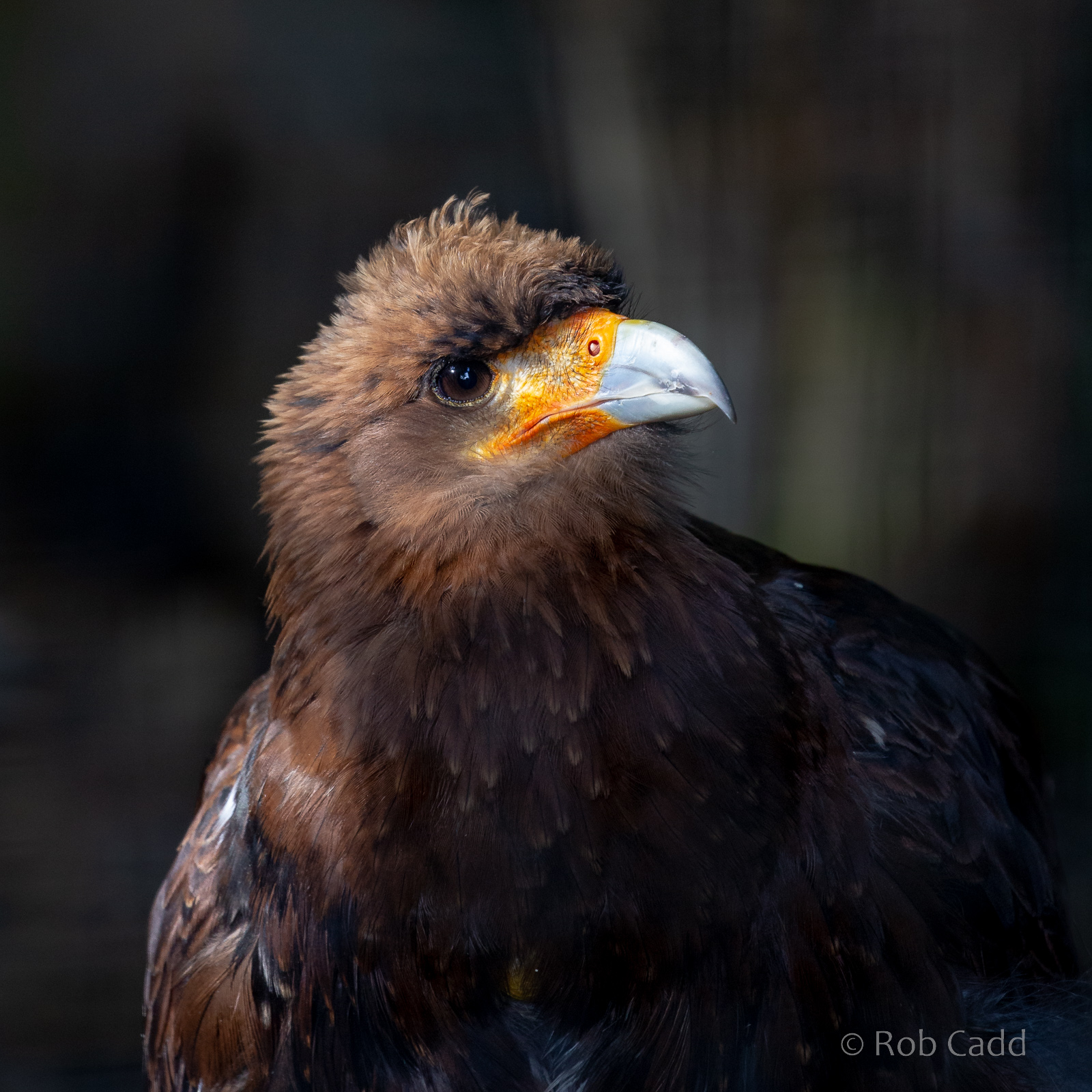 Mountain caracara : Cotswold Falconry Centre : 03 Sep 2021