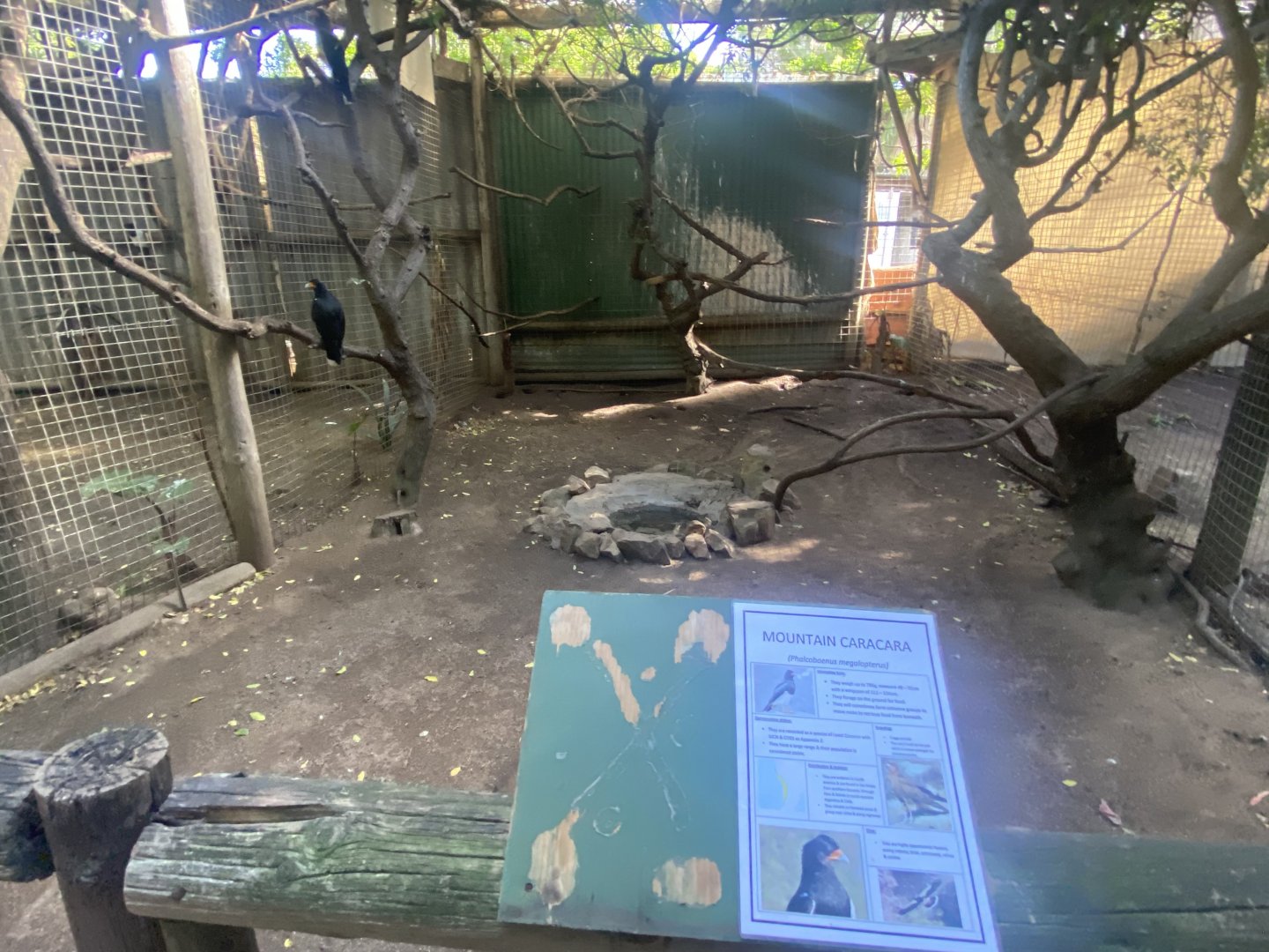 Mountain Caracara Exhibit