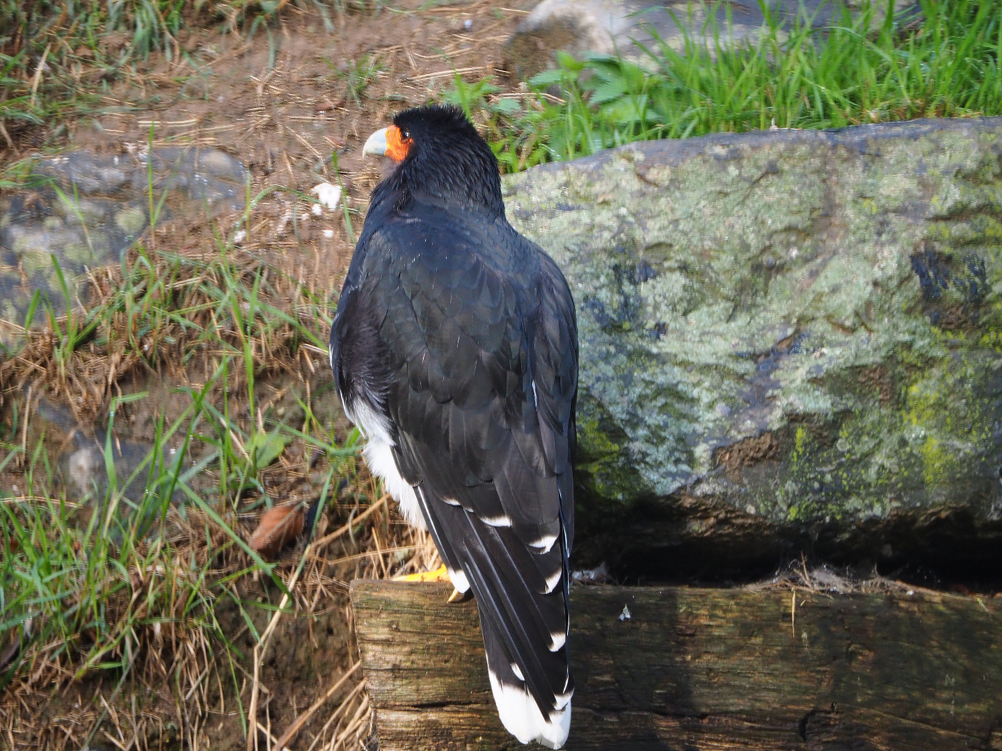 Mountain caracara (Phalcoboenus megalopterus), 2019-10-04