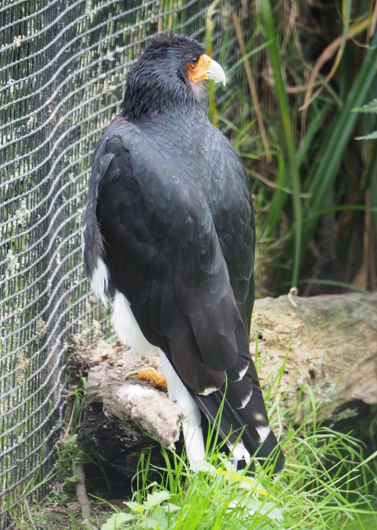 Mountain caracara (Phalcoboenus megalopterus), 2020-09-02