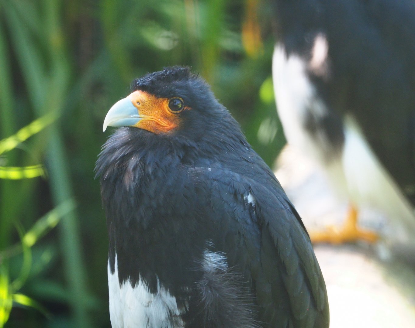 Mountain caracara (Phalcoboenus megalopterus), 2021-09-03