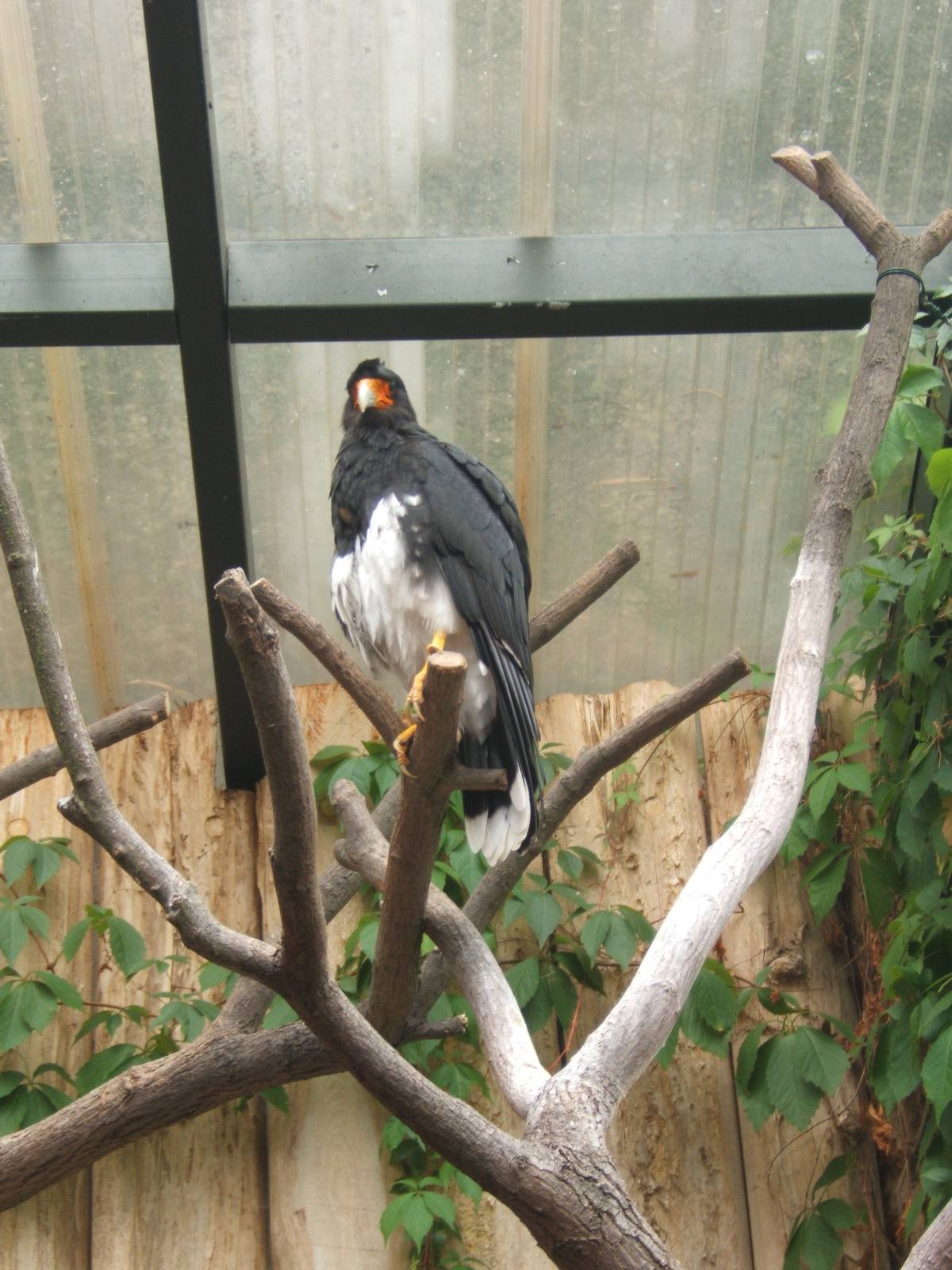 Mountain Caracara (Phalcoboenus megalopterus)