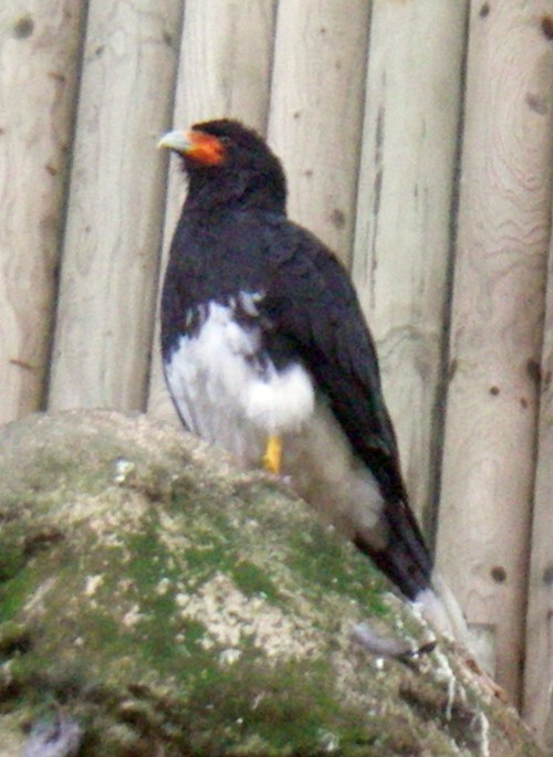 Mountain Caracara (Phalcoboenus megalopterus)