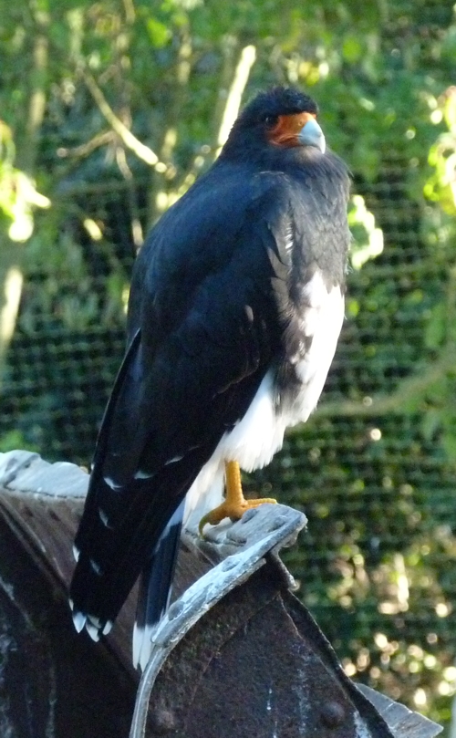 Mountain caracara (Phalcoboenus megalopterus)